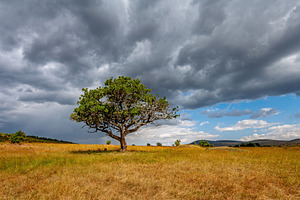 Sunset over African savanna with lone acacia tree, an Animal Photo by Byrdyak