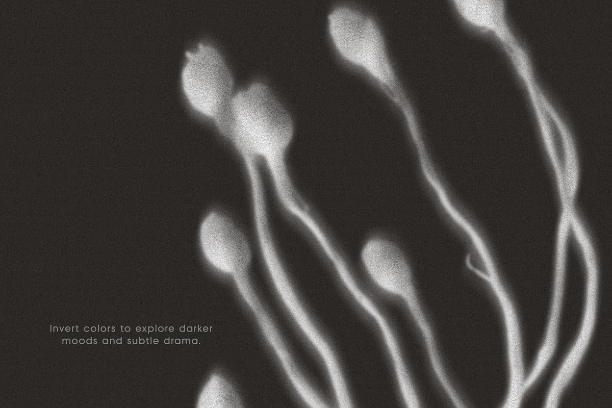 Botanical Traces: Blurred Floral PNG, an Object Graphic by Dina Mae (Photo 10 of 14)