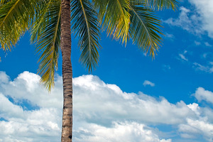 Palm Tree Beach, a Nature Photo by THP Creative