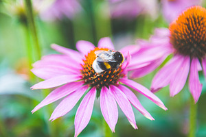 Bee on a pink flower featuring bee, insect, and flower