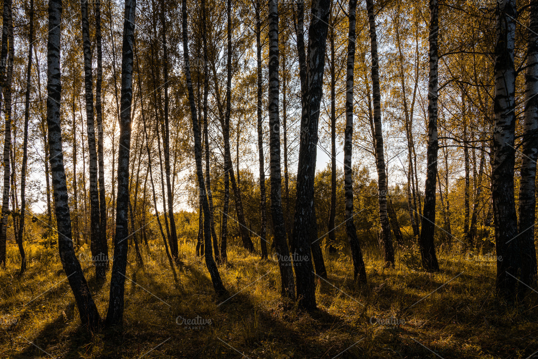 Sun setting through birch tree forest. Golden light illuminating autumn landsca, a Nature Photo by Eugene_Photo