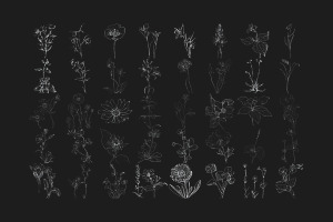 Floral Wild Flower Set 1 Procreate