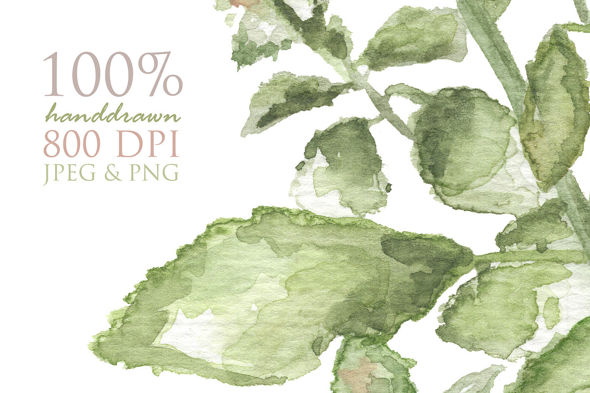Green Basil Botanical Illustration, a Food Illustration by RabbitAndPencil (Photo 2 of 3)