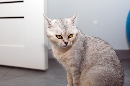 Light gray domestic cat with yellow eyes sitting on a tiled floo