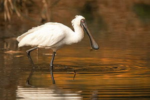 Royal Spoonbill