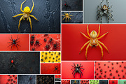 143 Spiders, an Animal Photo by Handmadefont (Thumbnail 5 of 16)
