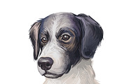 Dogs Cross Breeds 56 Animals Bundle, an Animal Illustration by Dneprstock (Thumbnail 54 of 55)