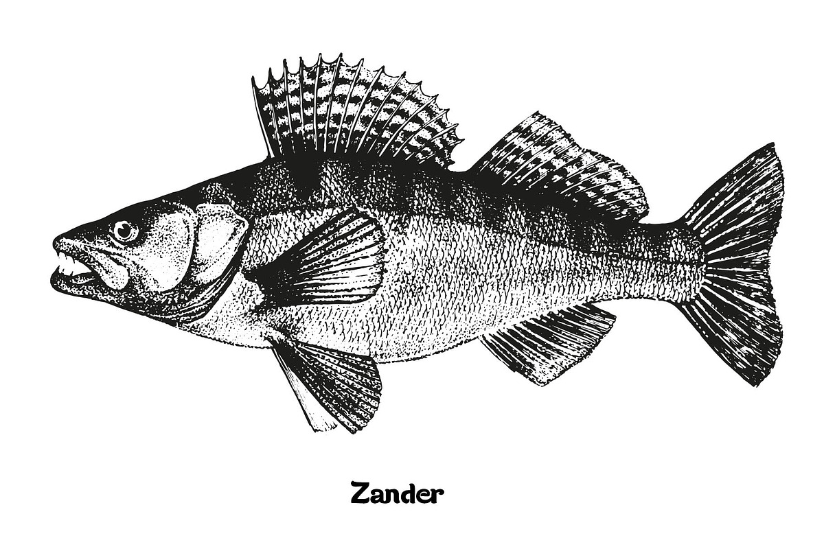 Fish collection, part 3, a Food Illustration by ZotovShop (Photo 11 of 11)