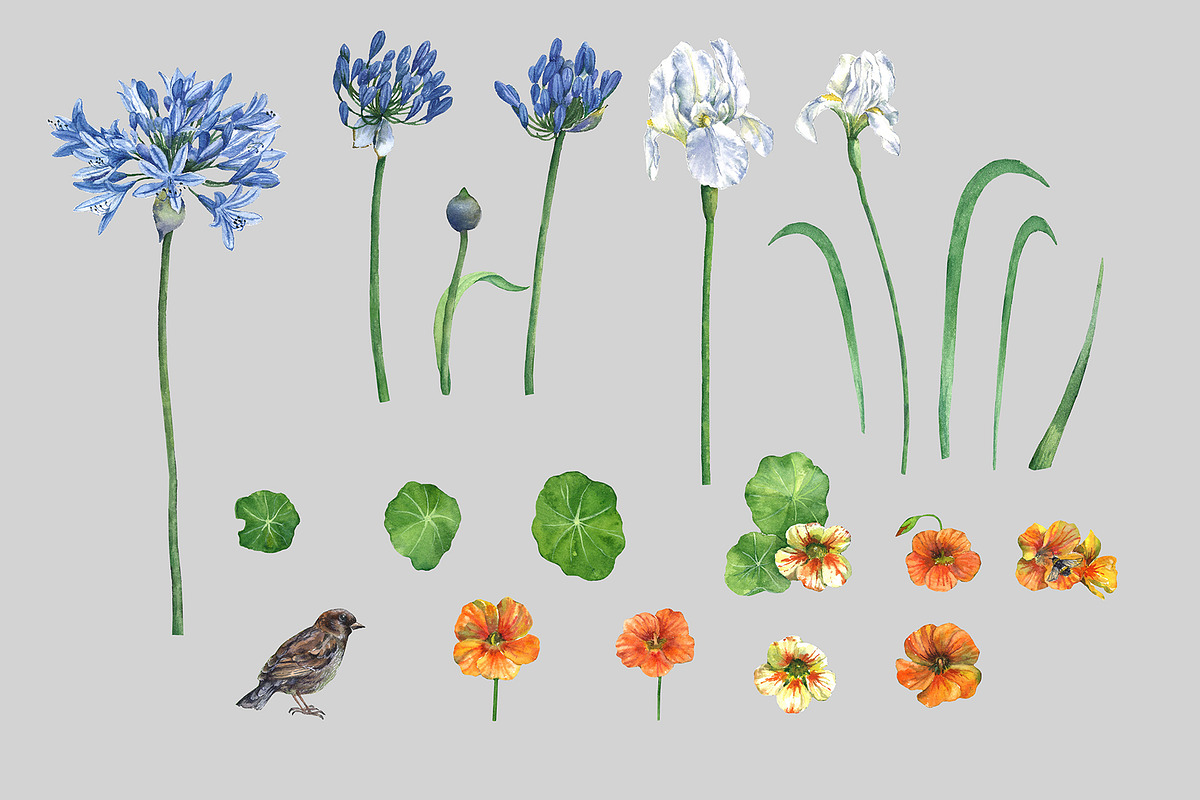 Watercolor Flowers Set, an Illustration by IrStepShop (Photo 2 of 3)