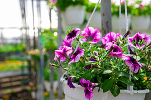 Close-up of vibrant purple petunias in a white hanging pot insid, a Nature Photo by Ales Munt