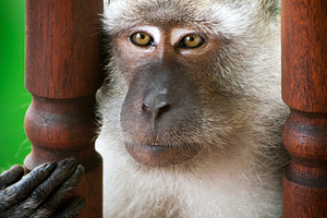 Monkey's Face, an Animal Photo by THP Creative
