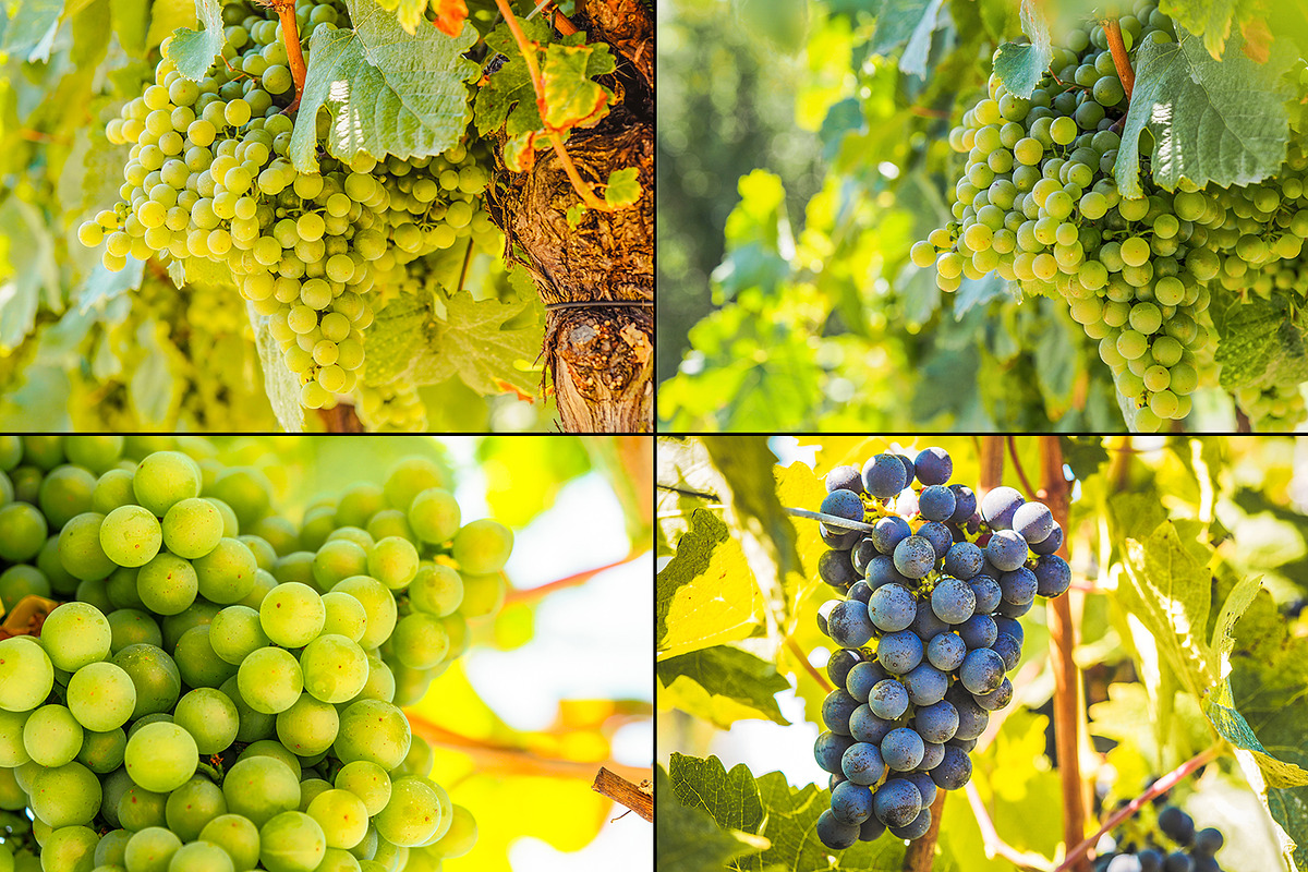 Viticulture /32 pics preview 7