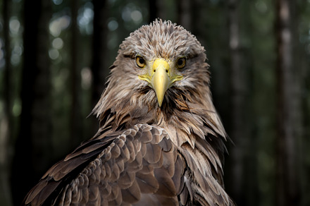 Close White-tailed eagle portrait in dark forest, an Animal Photo by Byrdyak