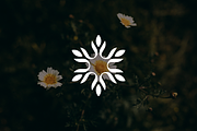 Minimalist Flower Nature Logo, a Branding & Logo Template by Luxury Logos (Thumbnail 2 of 5)