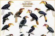 Vintage hornbill illustrations, an Animal Illustration by Natalka Dmitrova art (Thumbnail 12 of 17)
