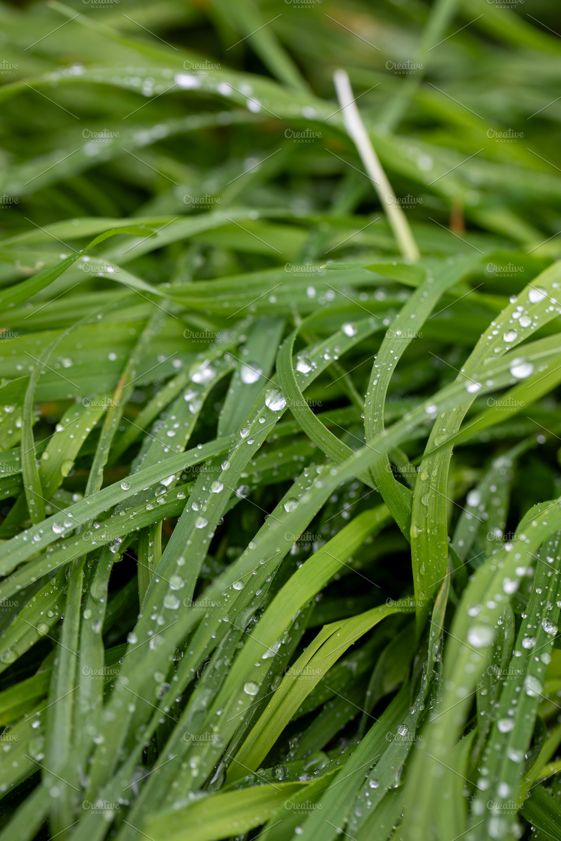 Fresh dew glistens on vibrant blades of grass, a Nature Photo by OSORIOartist