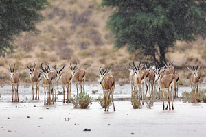 Springbok in the rain