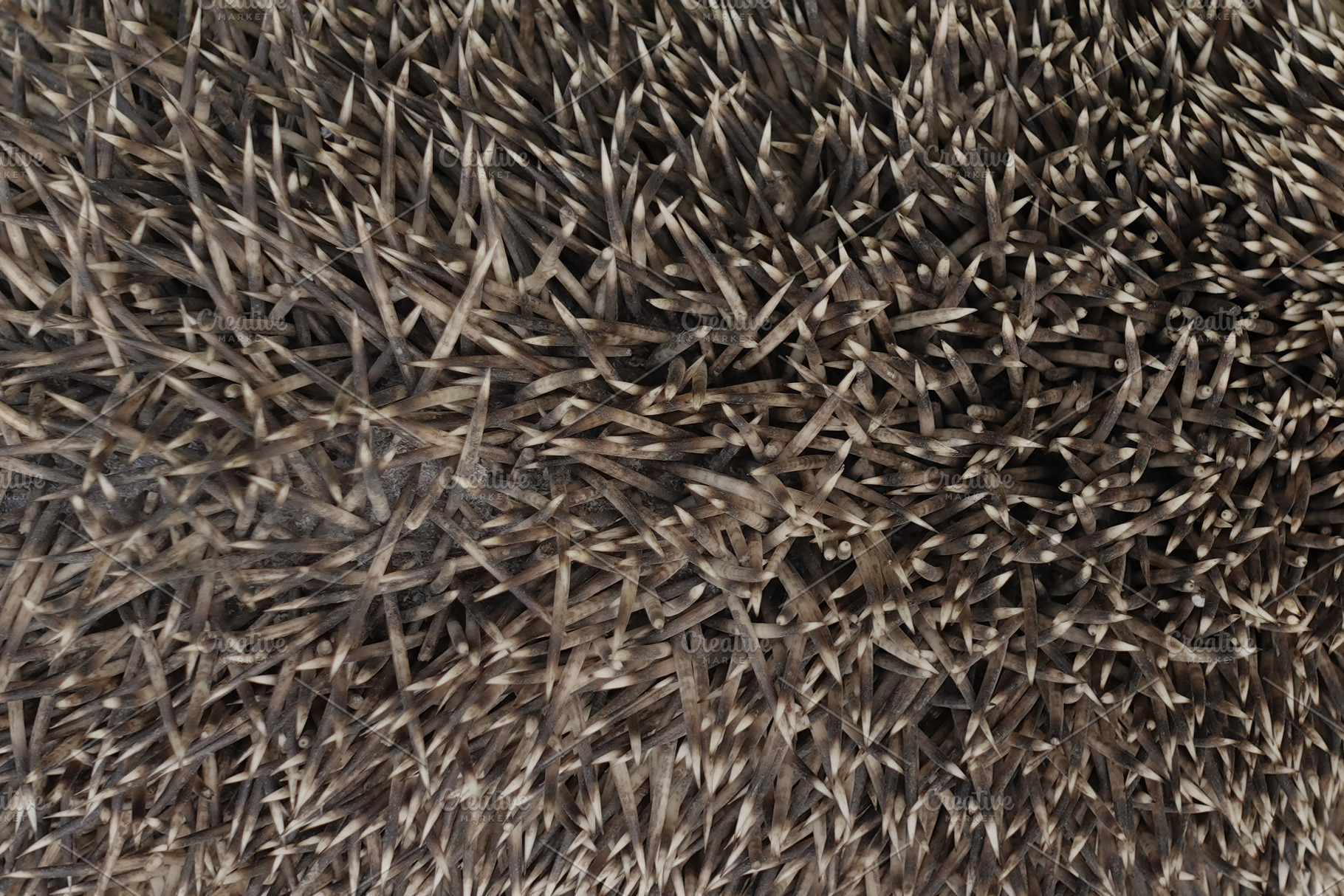 hedgehog animal spines closeup, a Background Photo by sirylok