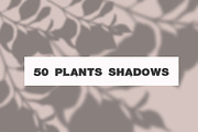 50 plants shadows, a Mockup by AnastasiyaOleynik (Thumbnail 1 of 14)