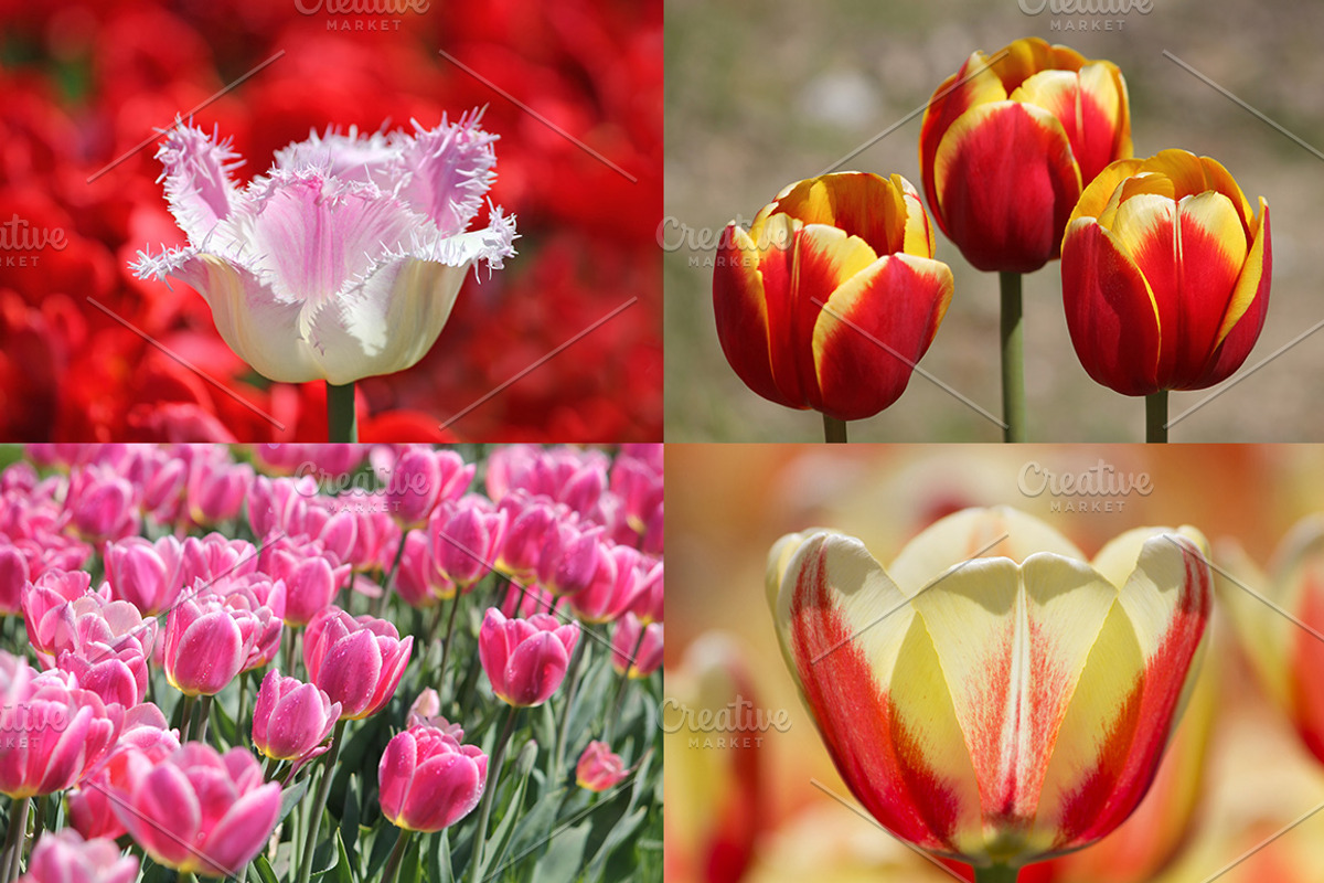 Spring Tulips - photo pack, a Templates & Theme by Cherry Picked Photos (Photo 4 of 5)