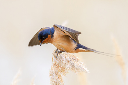 Barn Swallow 1500x1000px