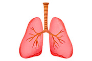 Human Internal Organs Clipart, a Healthcare Illustration by the_myro (Thumbnail 7 of 11)