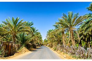 Road in oasis at tamacine algeria stock photo containing oasis and africa, a Nature Photo by Leonid Andronov