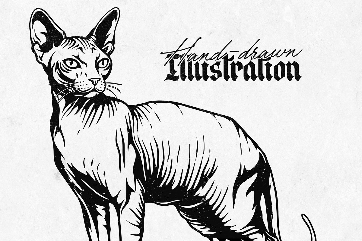 Sphynx Cat Illustration Pack, an Animal Illustration by Tekuni (Photo 3 of 14)