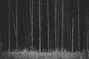Mood collection, a Photo by Alekseyliss (Thumbnail 7 of 21)