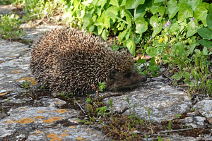 small hedgehog animal spiny mammal
