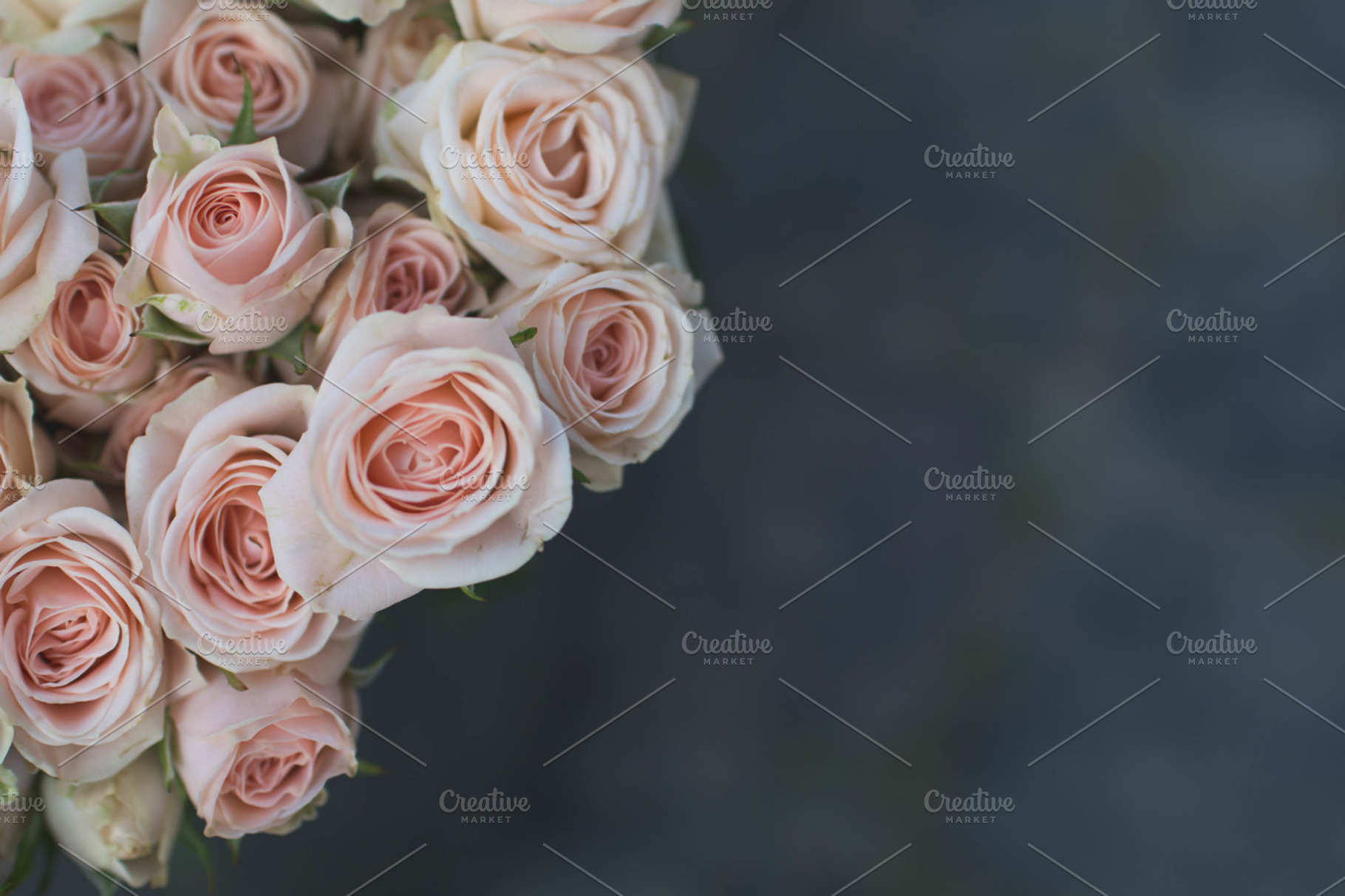 Light pink roses featuring rose, pink, and light pink, a Nature Photo by Pro.Motion
