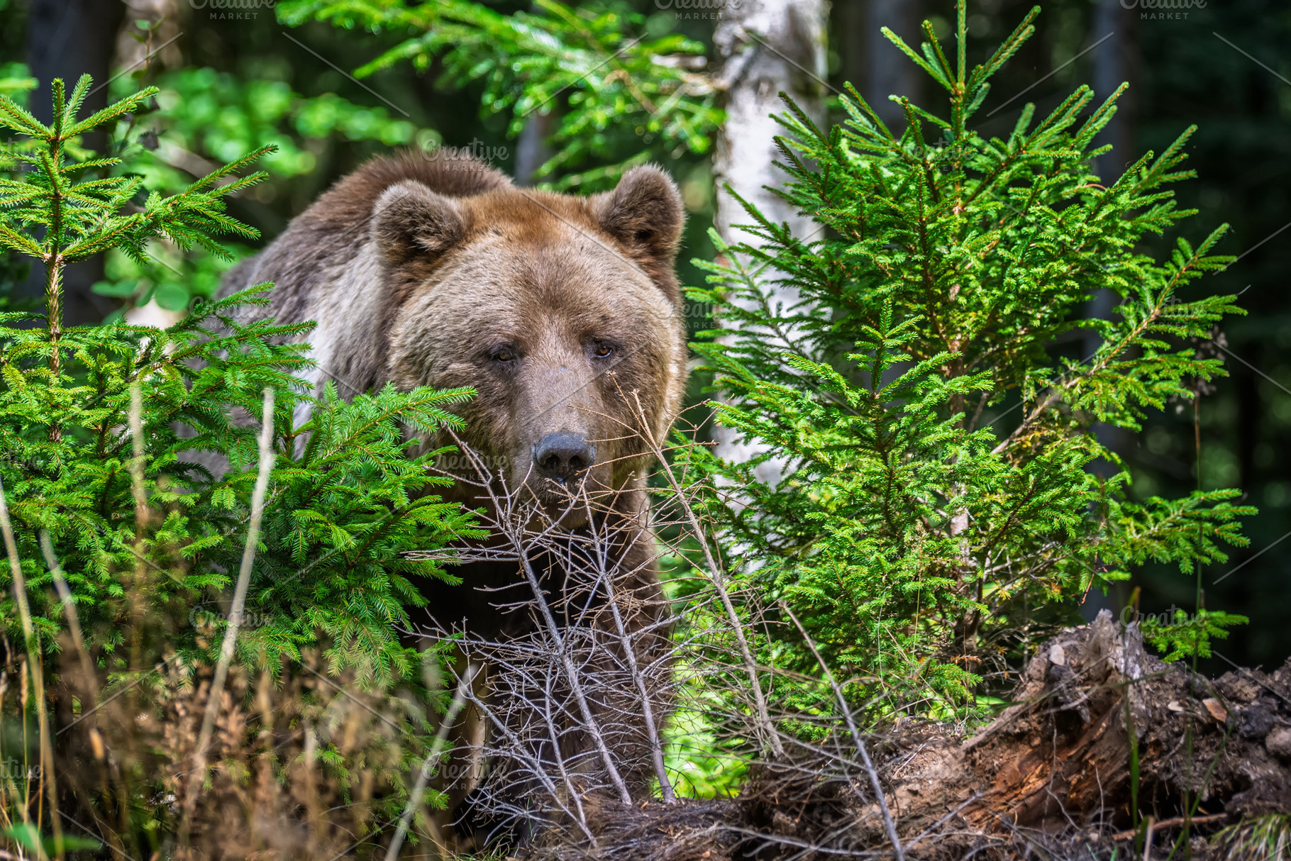 Brown bear foraging in a forested area with green foliage and tr, an Animal Photo by Byrdyak