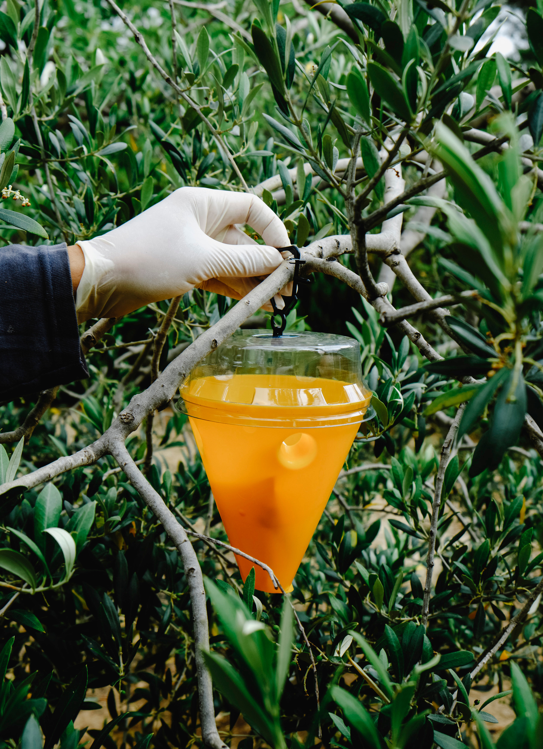 is placing a trap for flies on an olive tree, a Photo by Nito