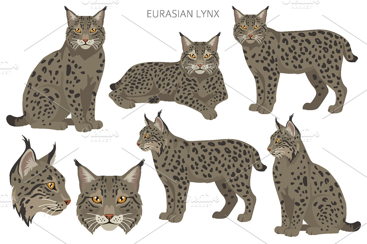 European wild cats clipart, an Animal Illustration by pet design shop (Photo 3 of 10)