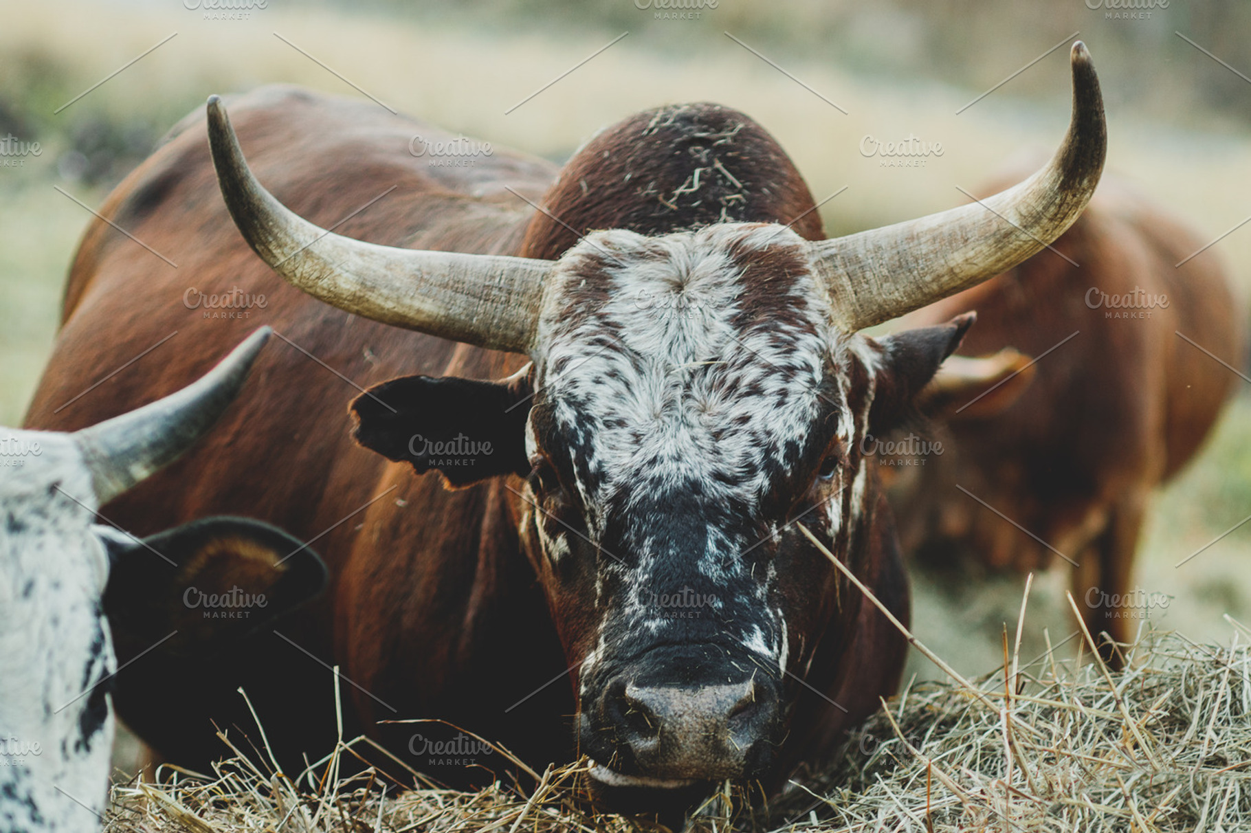 African Nguni Bull, an Animal Photo by René Jordaan Photography