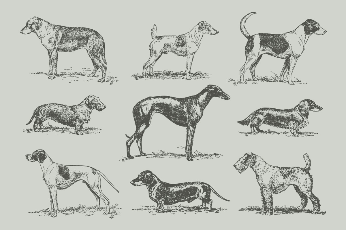 Dogs Vintage Illustrations, an Illustration by Retro Machine (Photo 13 of 25)