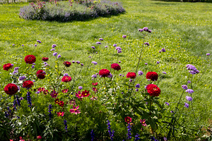 Summer Garden Bloom: Vibrant Red, a Nature Photo by Imaginarium