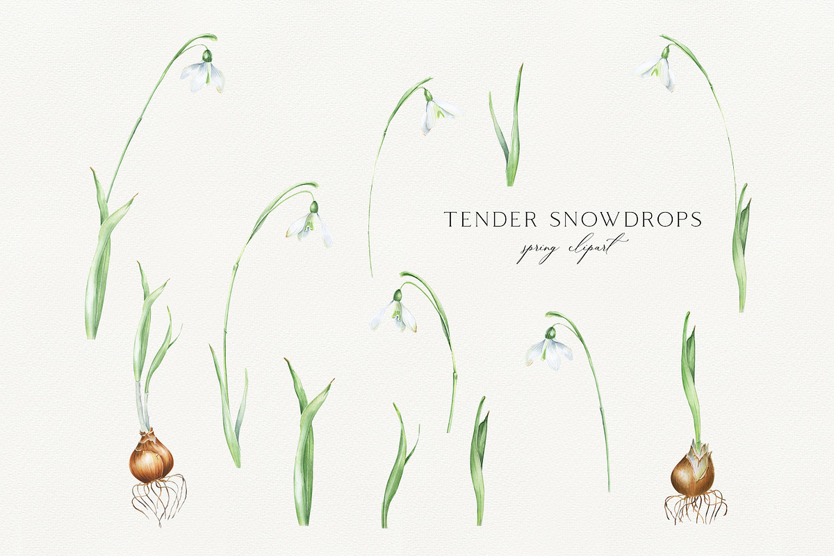 Snowdrops botanical illustration, an Illustration by Olga Koelsch (Photo 5 of 7)
