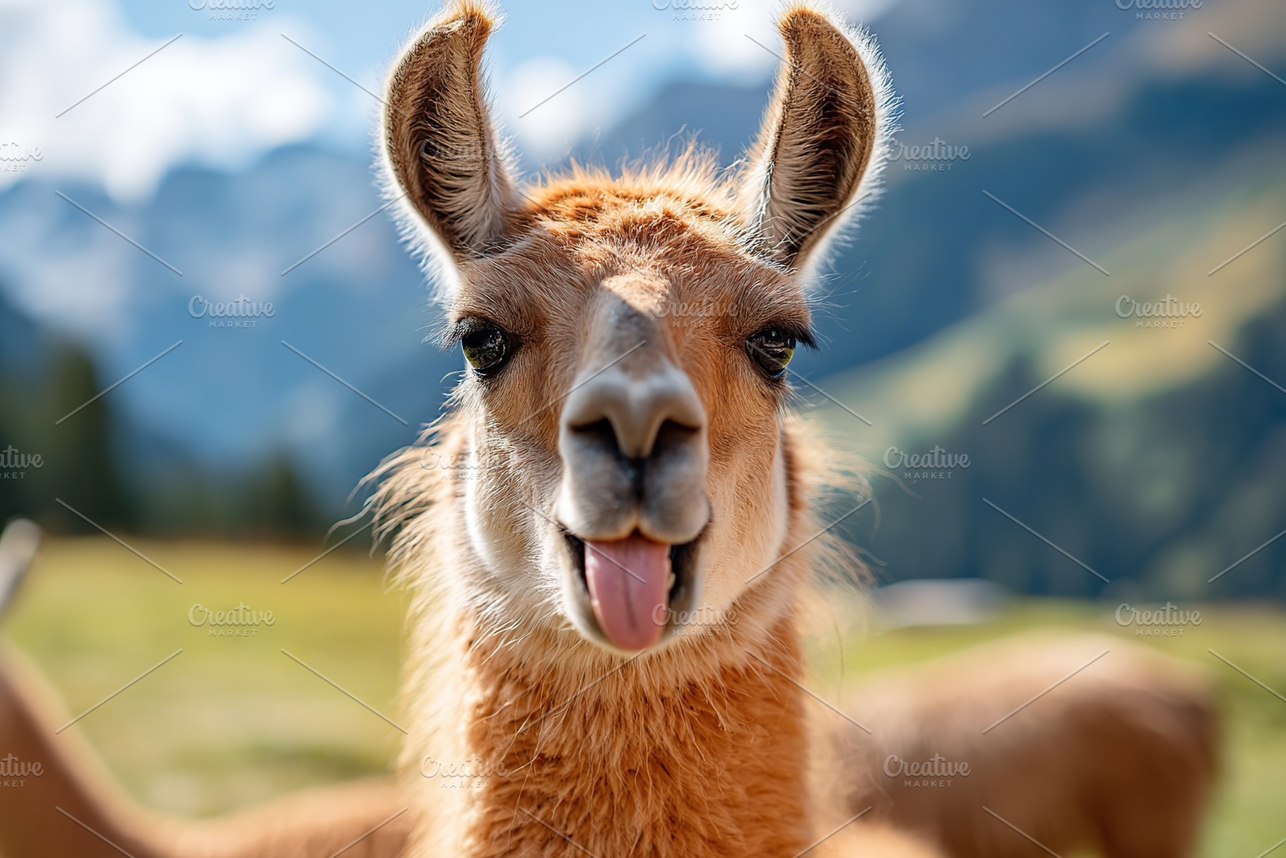 Llama playfully sticks its tongue out while enjoying a sunny day in the mountai, an Animal Photo by AlyaAnd