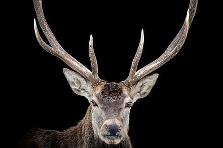 Portrait red deer isolated on dark background, an Animal Photo by Byrdyak