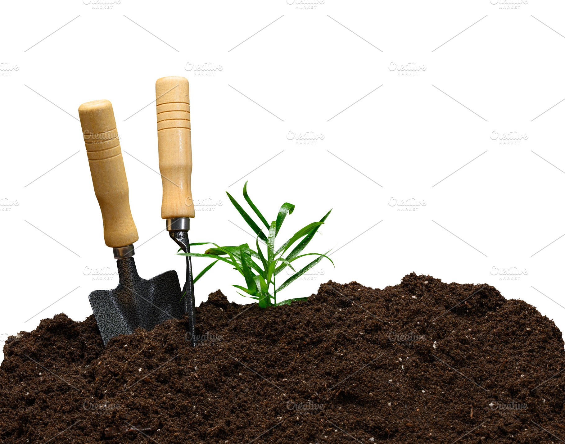 Young green plant growing from a pile of dark soil, two garden t, a Nature Photo by ndanko