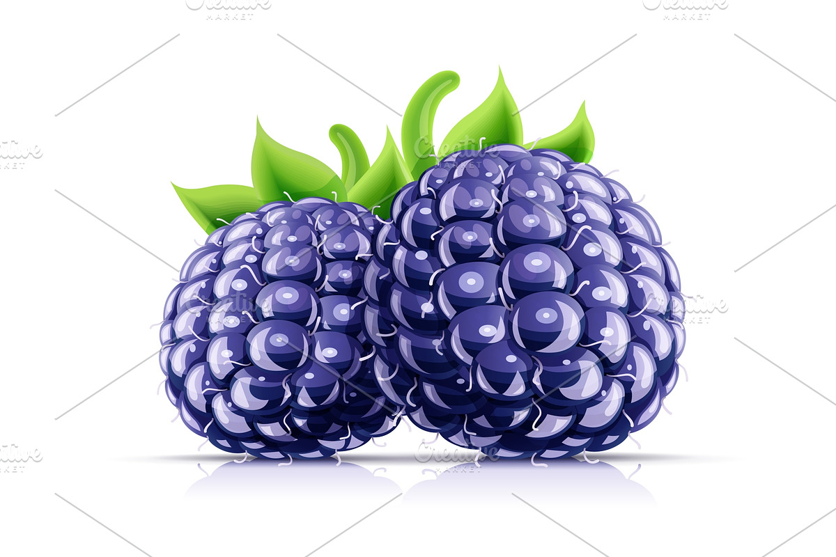Blackberry. Fresh organic berry., a Food Illustration by Aleksangel