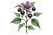 Deadly Nightshade Studies, a Decorative Illustration by Bloom Craft Creations (Thumbnail 5 of 12)