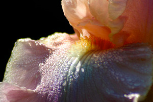 Iris with dewdrops