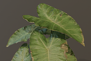 The BroadLeaf Taro Bush, a Plants & Tree 3D Model by FuturePastCreatives (Thumbnail 16 of 19)