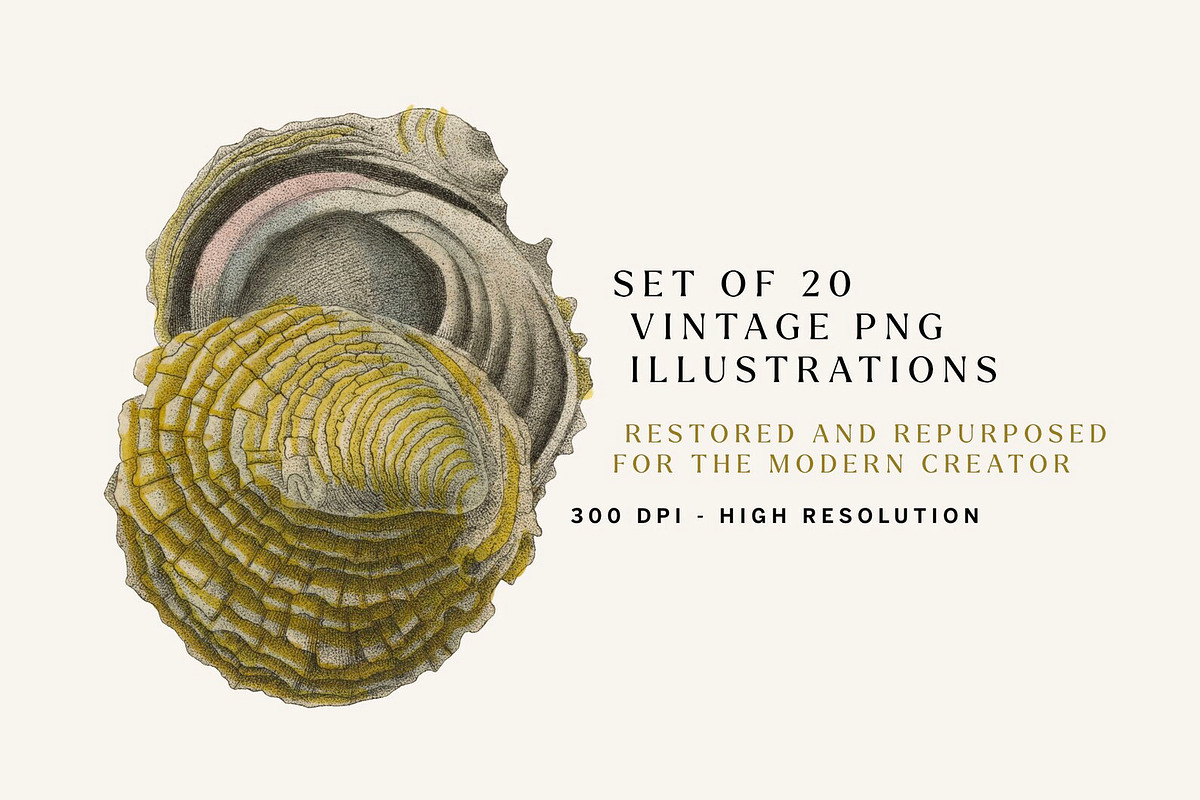 20 Vintage Shell Illustrations No.1, an Object Illustration by Century ...
