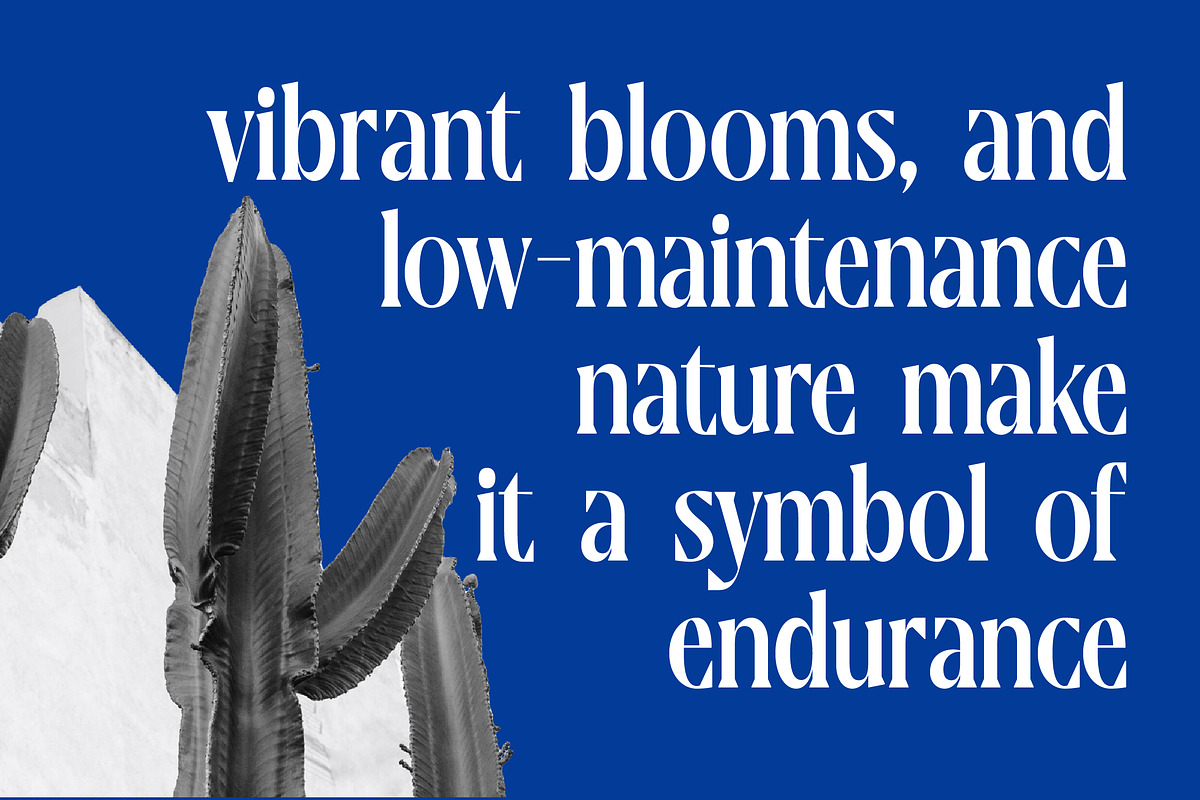 Moonni Zehher Bold Tall Serif, a Serif Font by timelesstype.co (Photo 6 of 20)