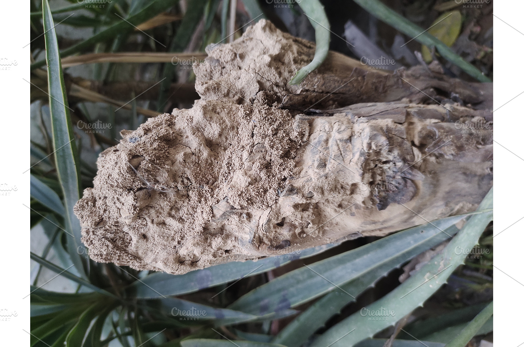 tree trunk damaged termite attack, an Industrial Photo by LogosDen