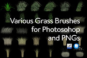 Various Grass Brushes for PS & PNGs, a Brush Add-On by Creative Graphics (Thumbnail 2 of 5)