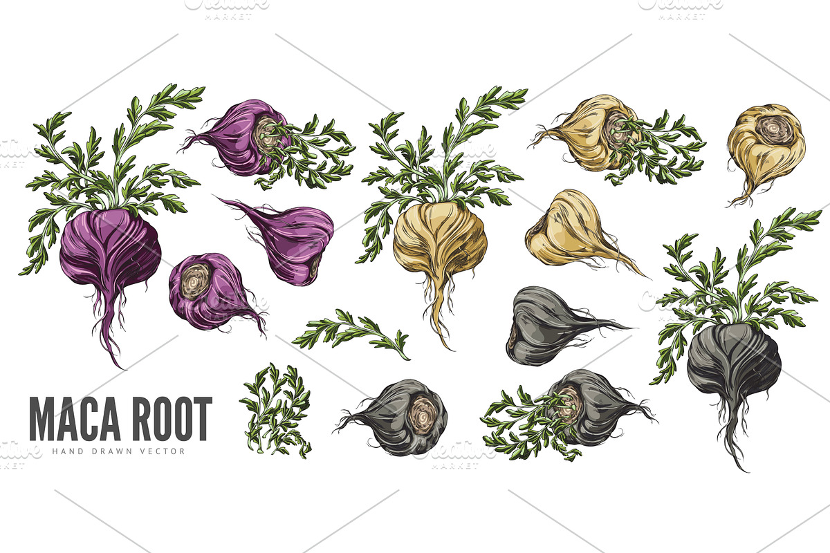 Banner with set of Peruvian Maca, a Food Illustration by Sabelskaya